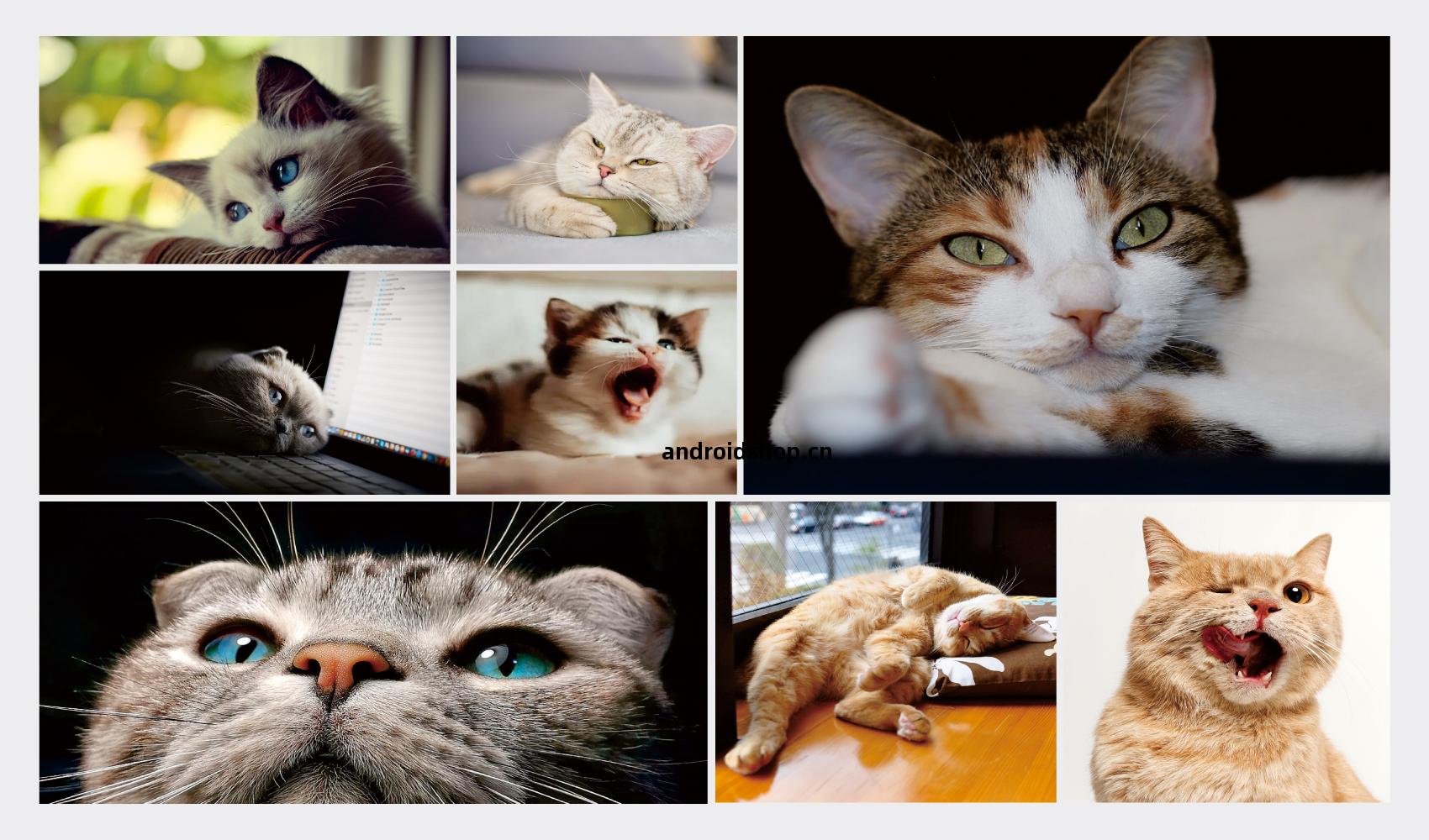 無(wu)聊(liao)貓品牌(pai)全(quan)案設(she)計